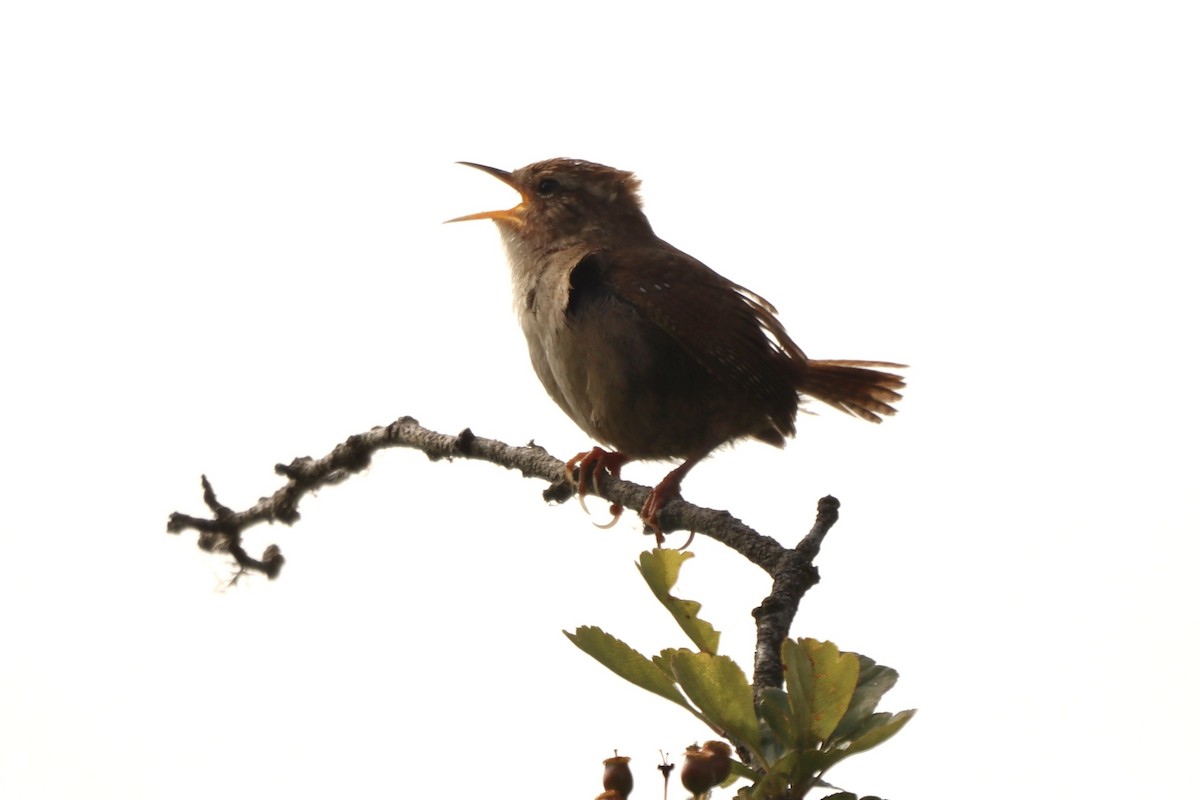 Eurasian Wren - ML620310365