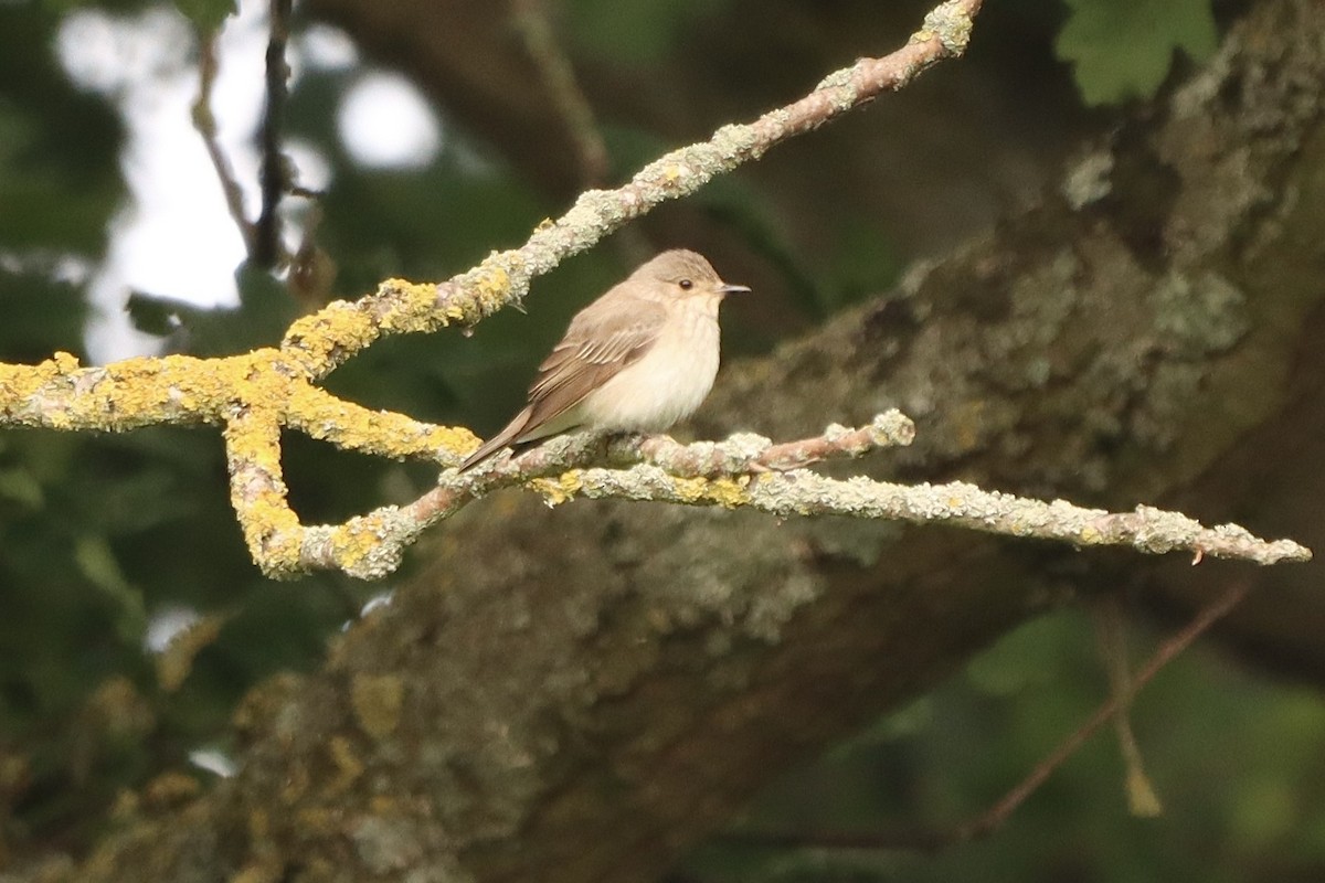 Spotted Flycatcher - ML620310369