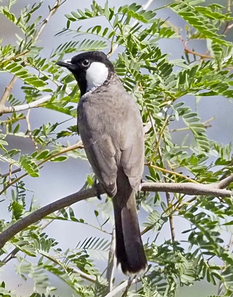 Bulbul Orejiblanco - ML620310371