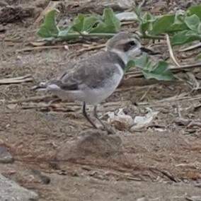 Snowy Plover - ML620310375