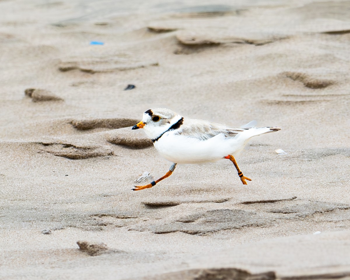 Piping Plover - ML620310376