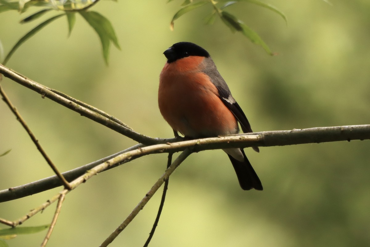 Eurasian Bullfinch - ML620310378