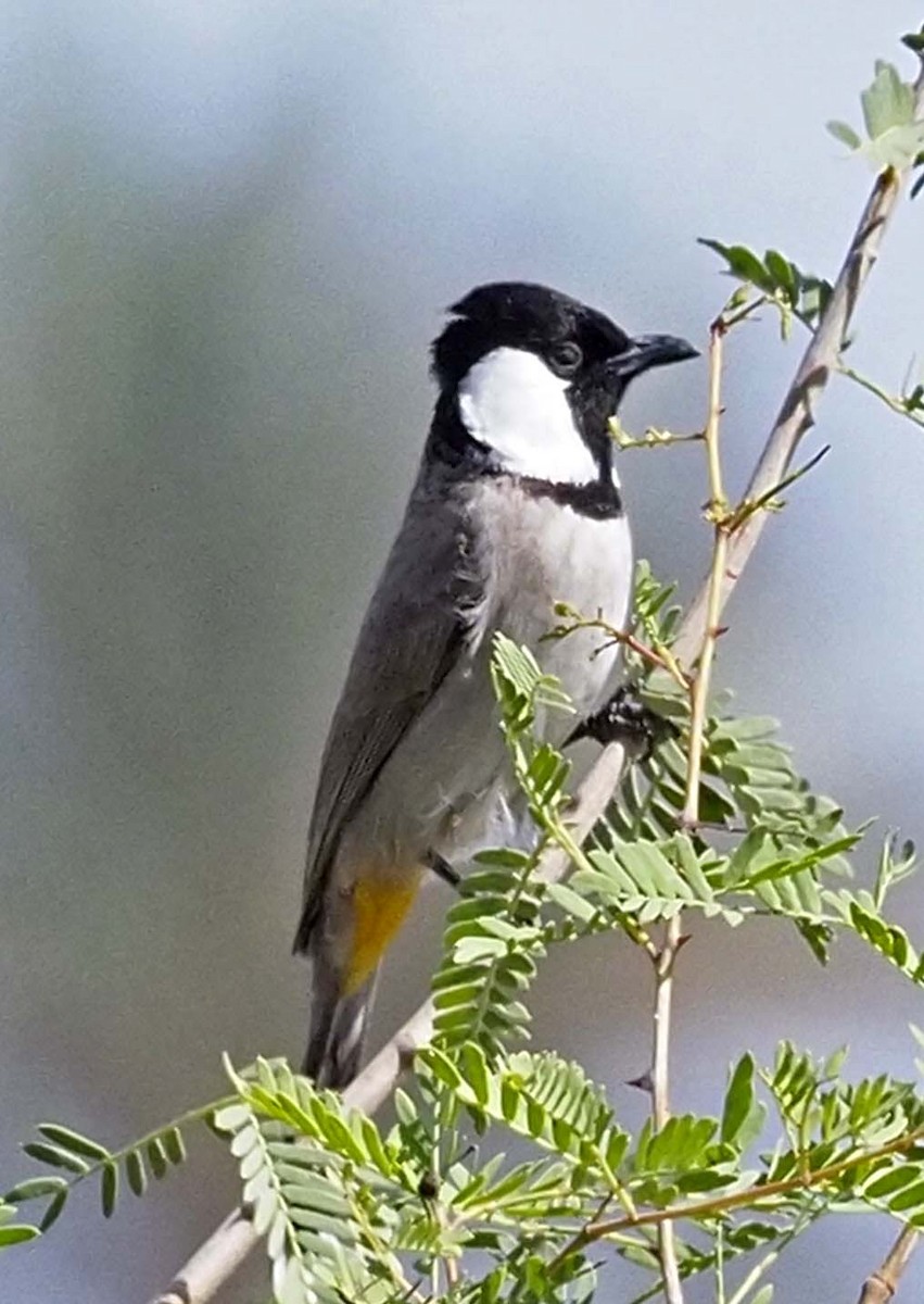 Bulbul à oreillons blancs - ML620310379