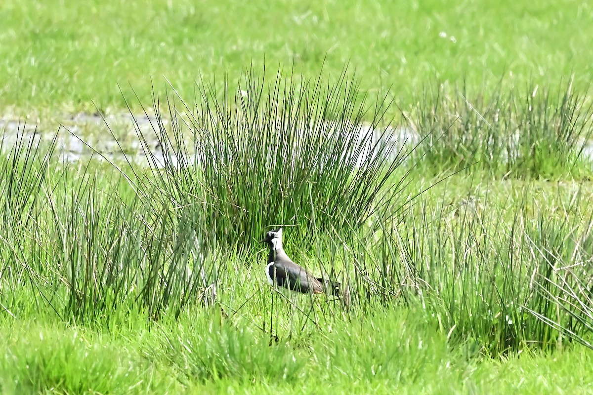 Northern Lapwing - ML620310383