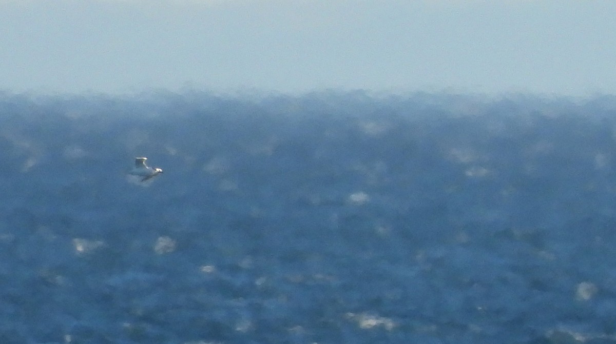 tern sp. - Martín  Rey Pellitero