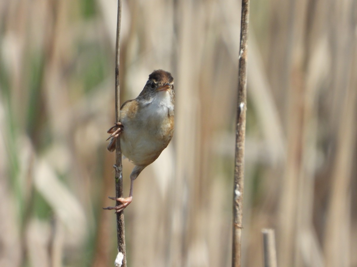 Marsh Wren - ML620310392