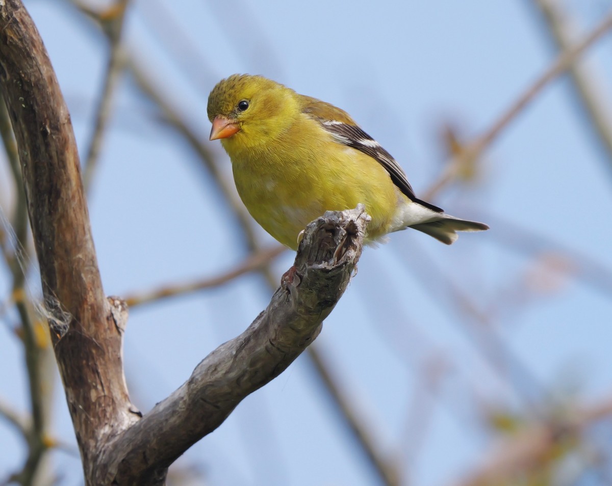 American Goldfinch - ML620310394