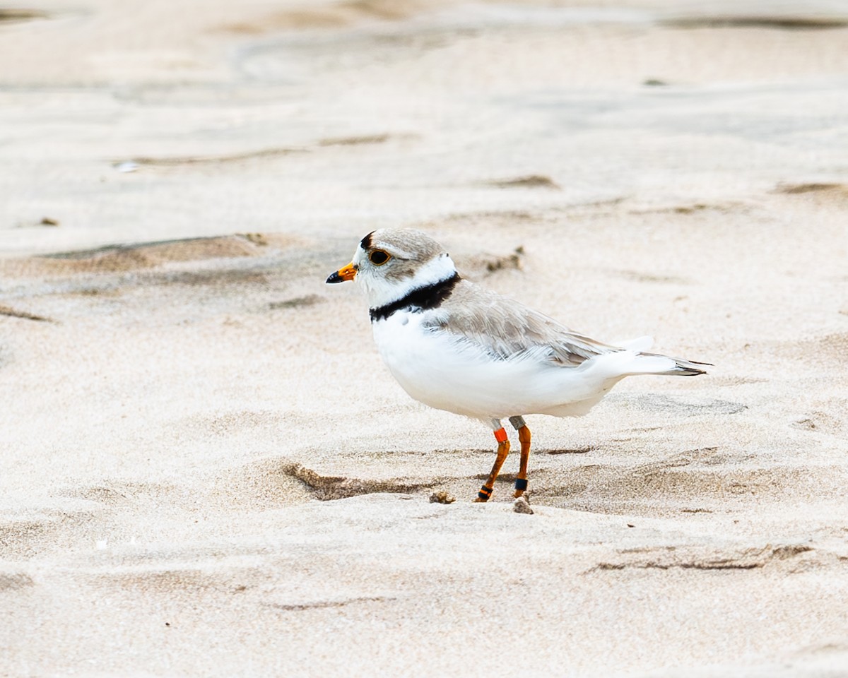 Piping Plover - ML620310404