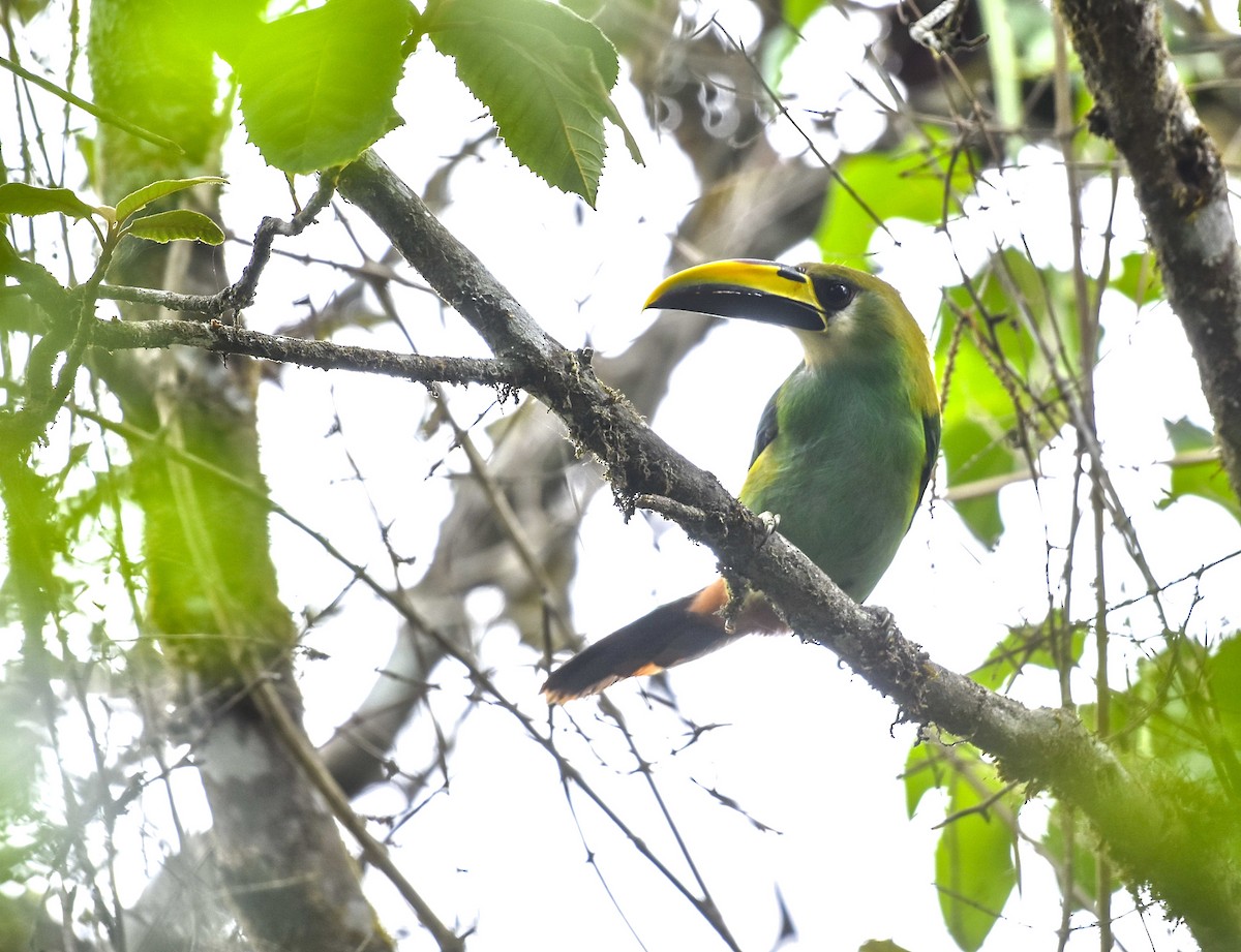 Northern Emerald-Toucanet - ML620310406