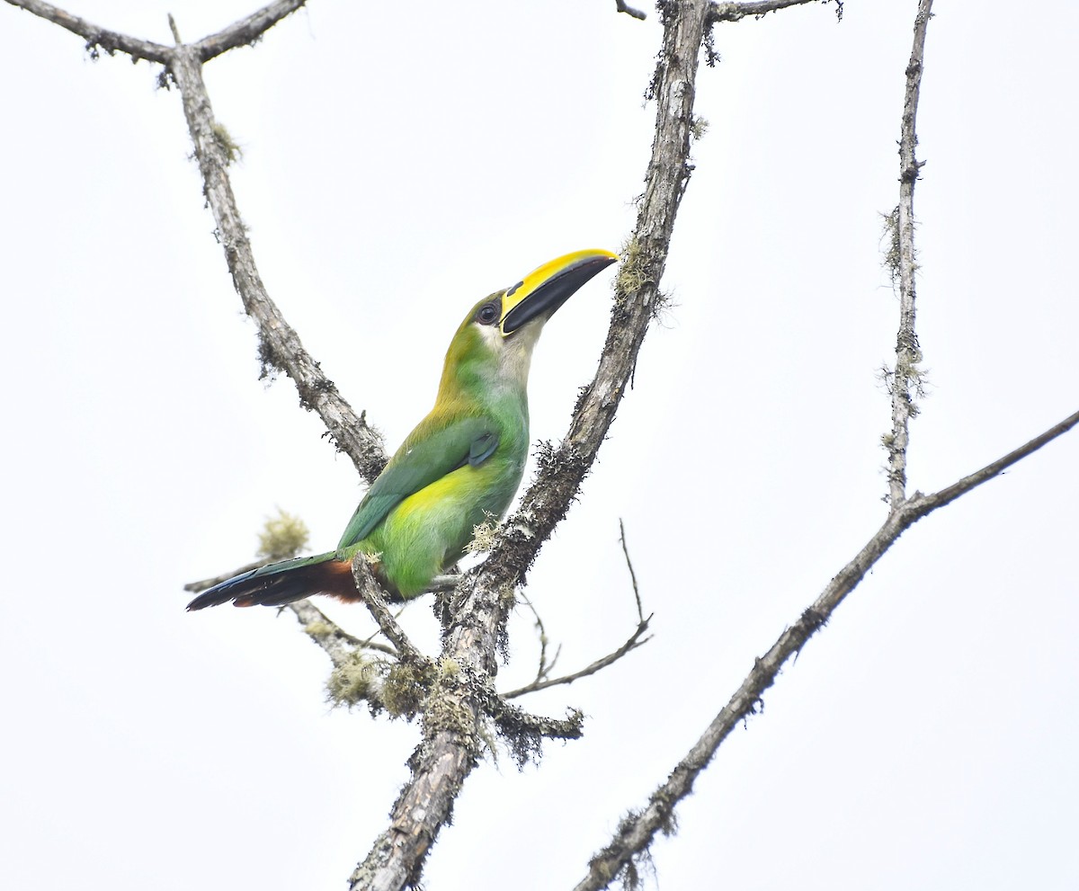 Toucanet émeraude - ML620310407