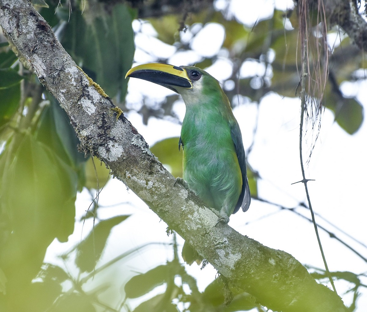 Tucanete Esmeralda - ML620310408