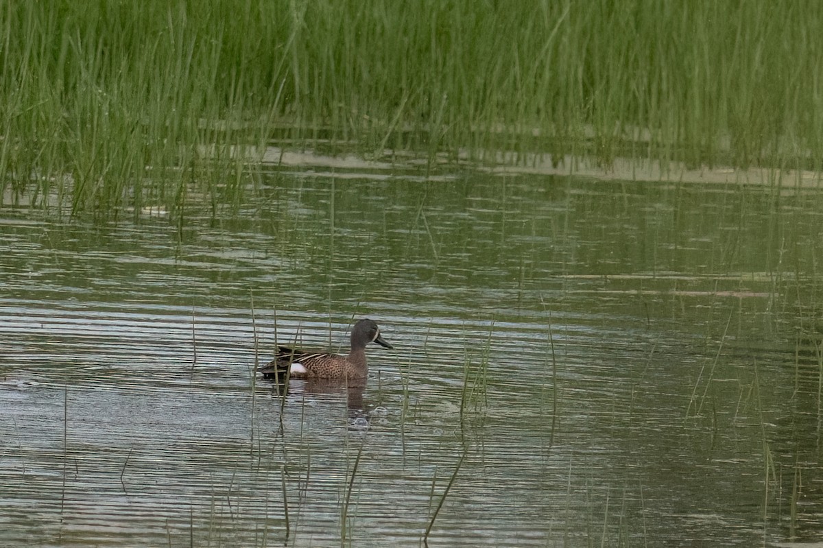 Blue-winged Teal - ML620310409