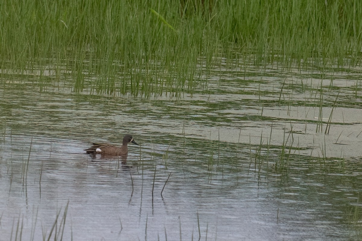Blue-winged Teal - ML620310413