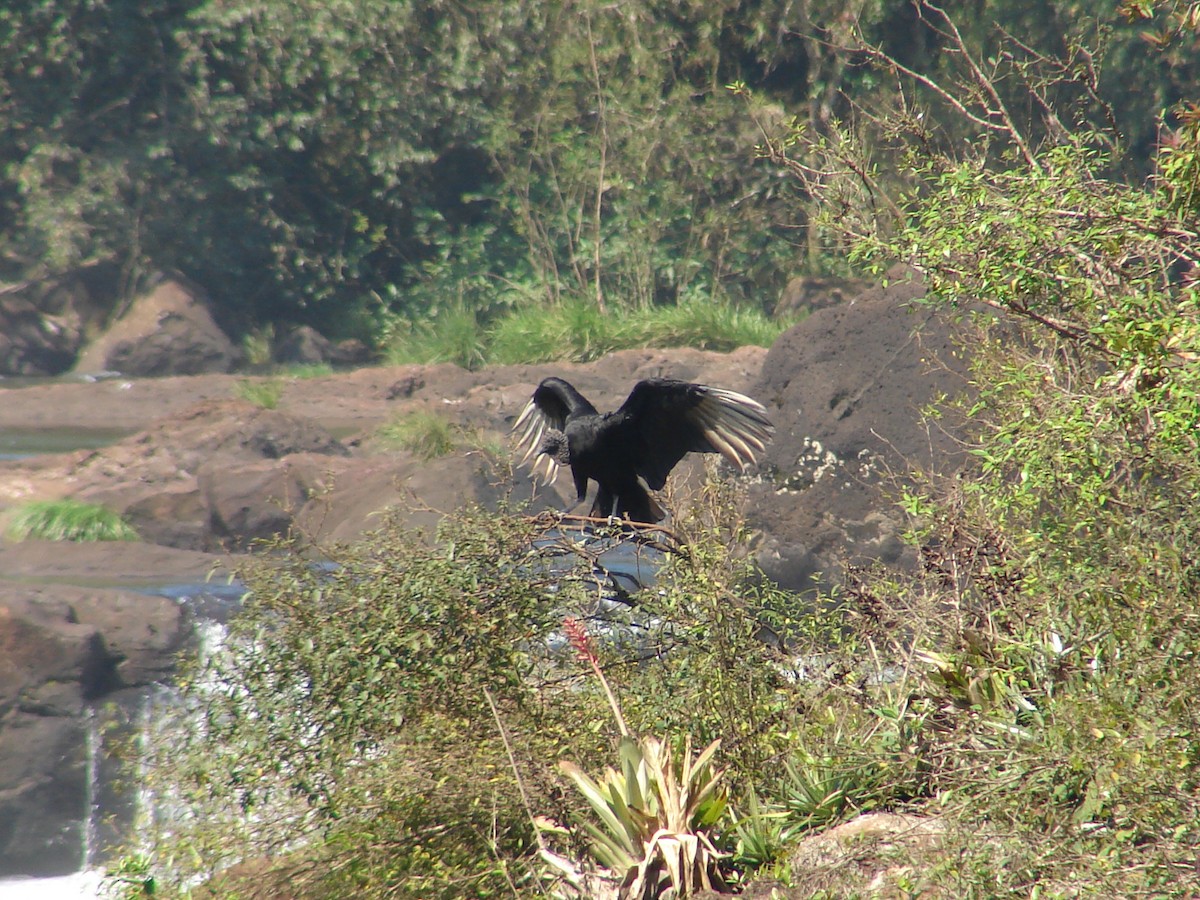 Black Vulture - ML620310414