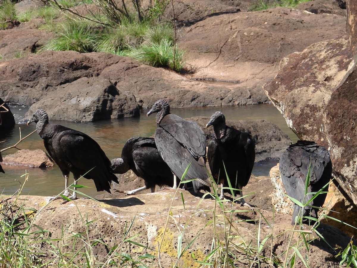 Black Vulture - ML620310415