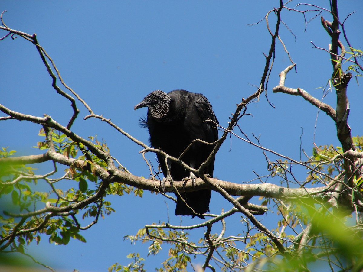 Black Vulture - ML620310417