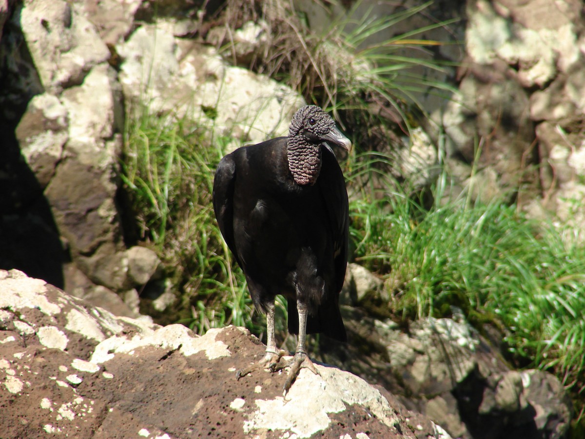 Black Vulture - ML620310420