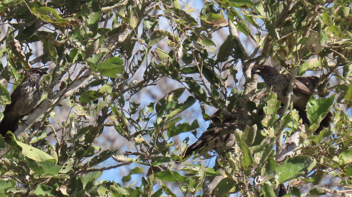 Arrow-marked Babbler - ML620310426