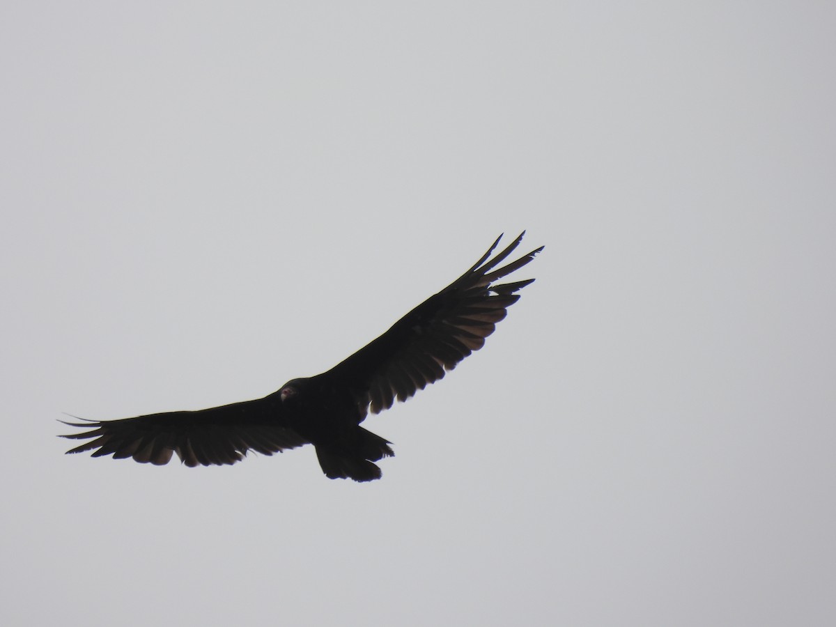 Turkey Vulture - ML620310433