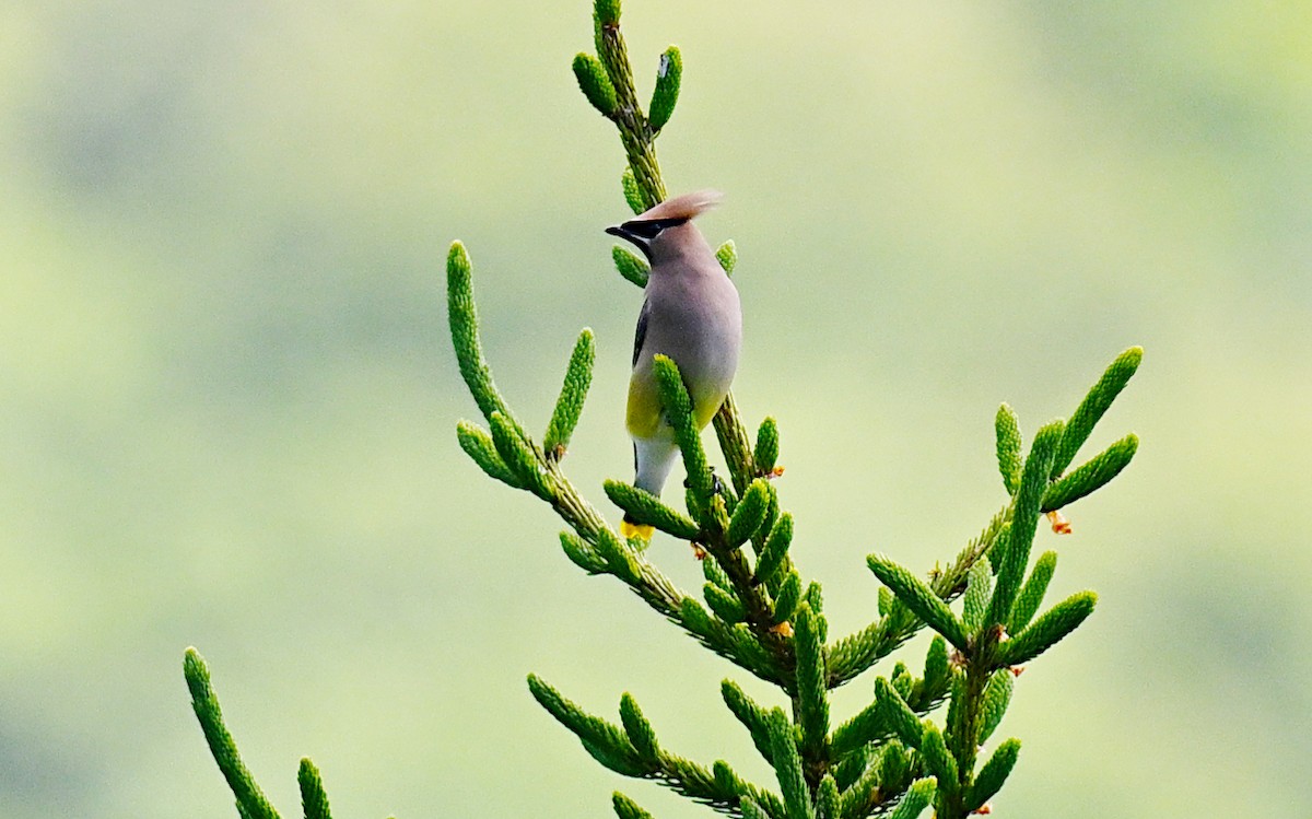 Cedar Waxwing - ML620310435