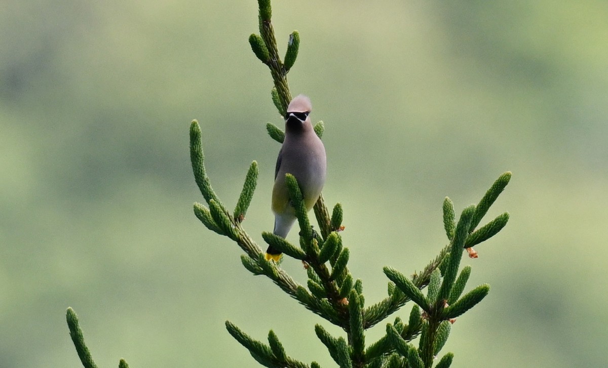 Cedar Waxwing - ML620310437