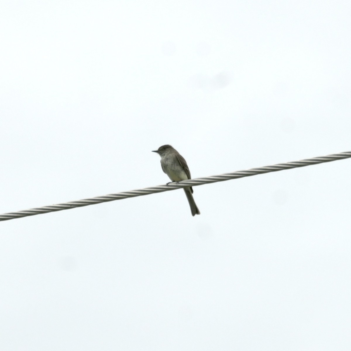 Eastern Phoebe - Justin Riley