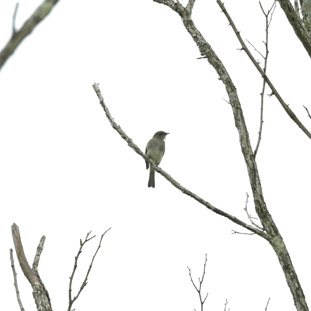 Eastern Phoebe - ML620310444