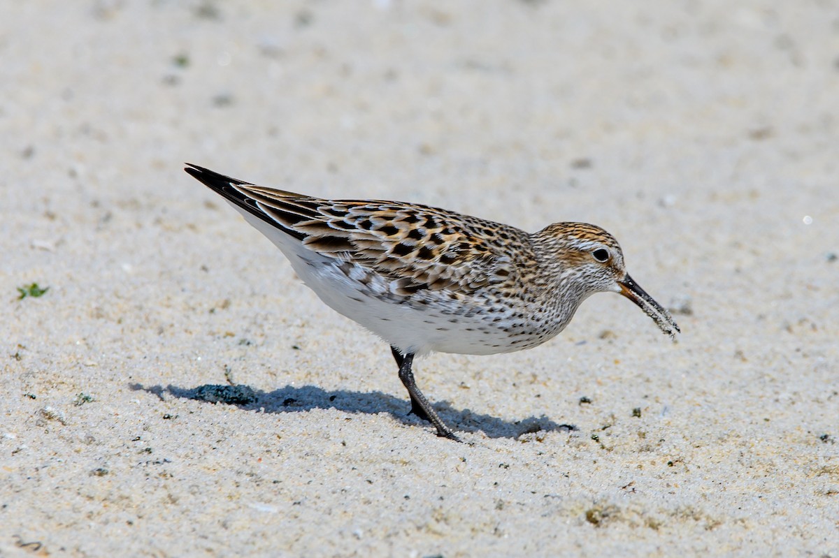 White-rumped Sandpiper - ML620310448