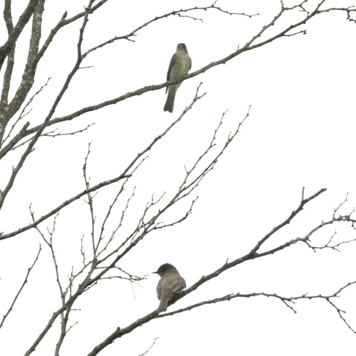 Eastern Wood-Pewee - ML620310453