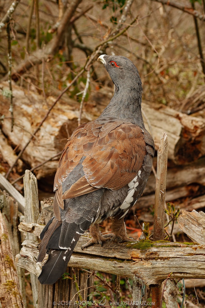 Western Capercaillie - José Ardaiz Ganuza