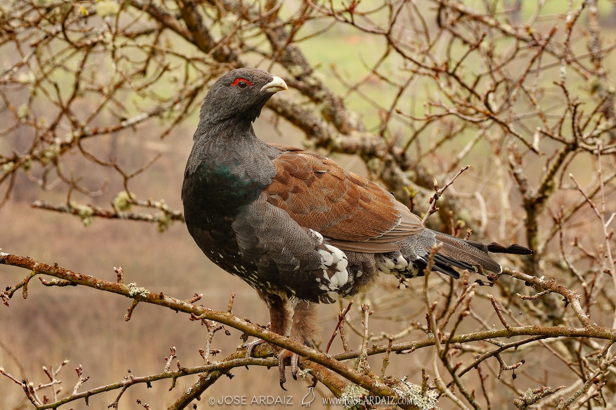 Western Capercaillie - ML620310456