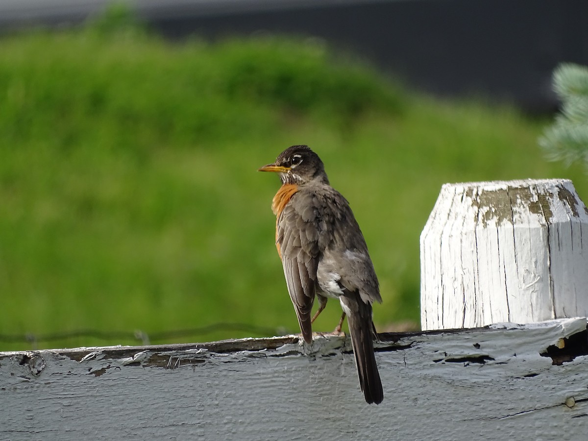 American Robin - ML620310458