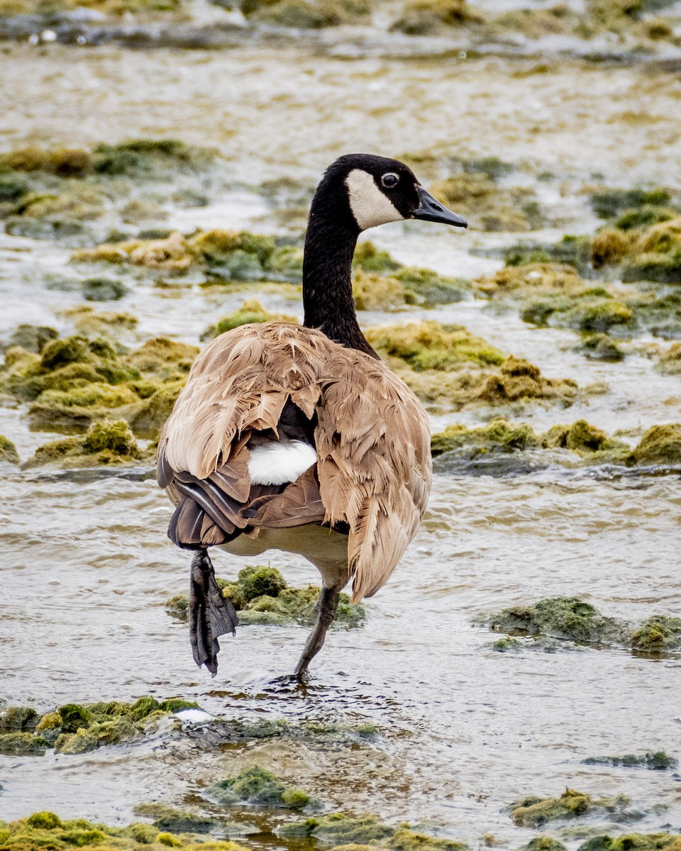 Canada Goose - ML620310460