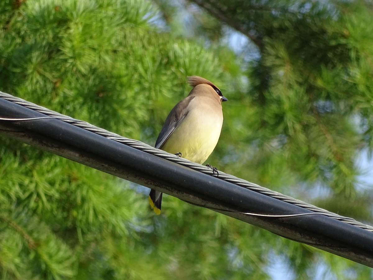 Cedar Waxwing - ML620310463