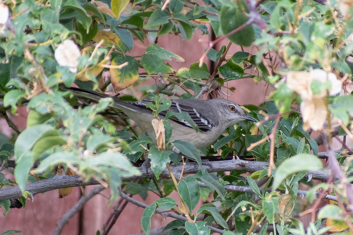 Northern Mockingbird - ML620310464