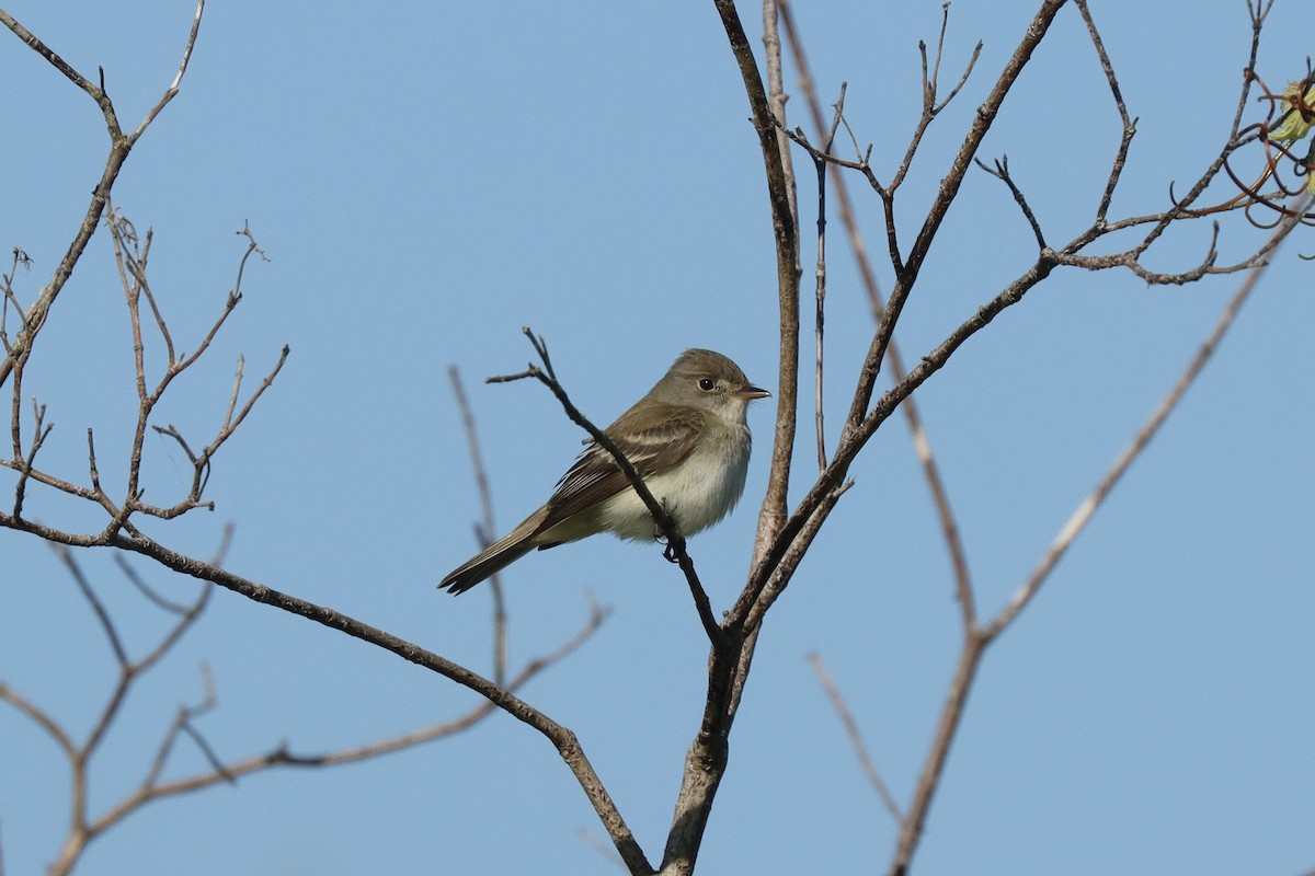 Willow Flycatcher - ML620310465