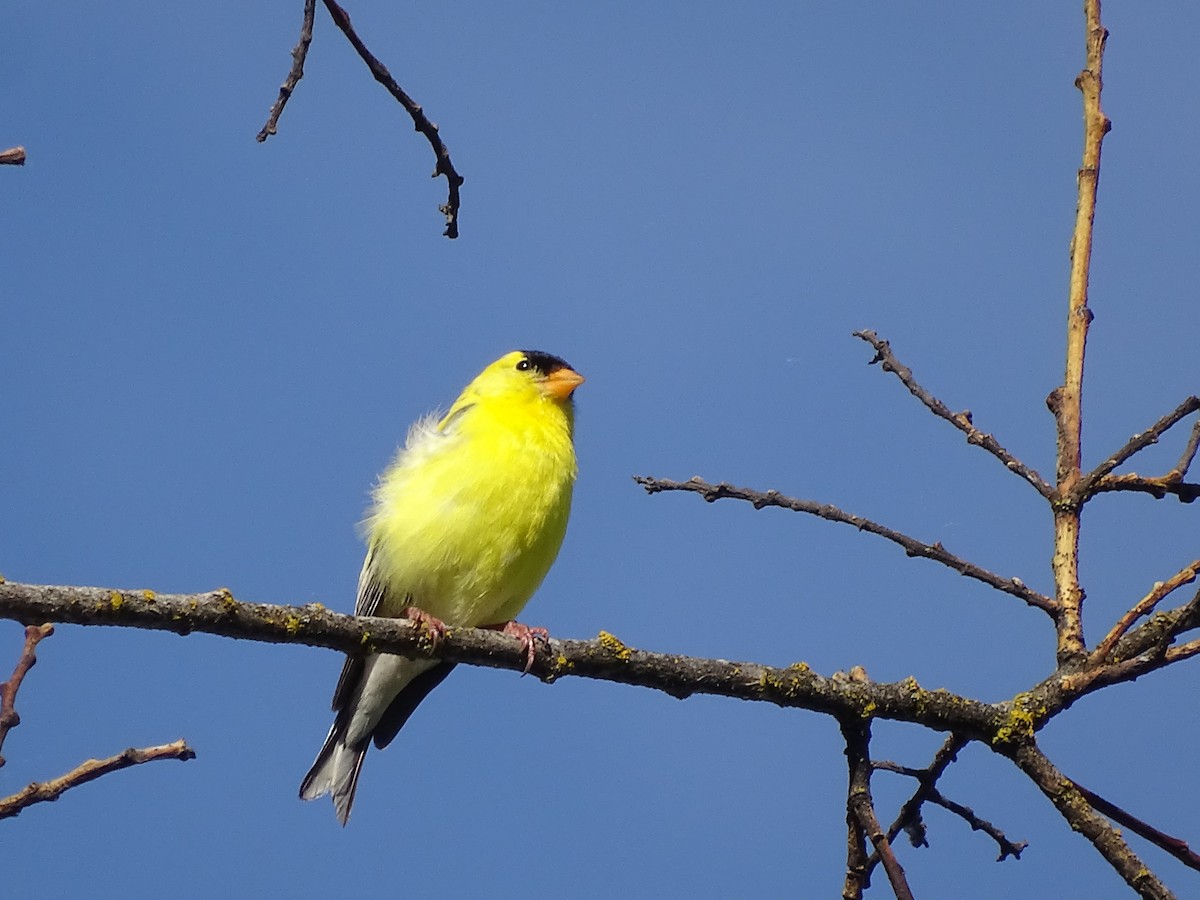 American Goldfinch - ML620310469