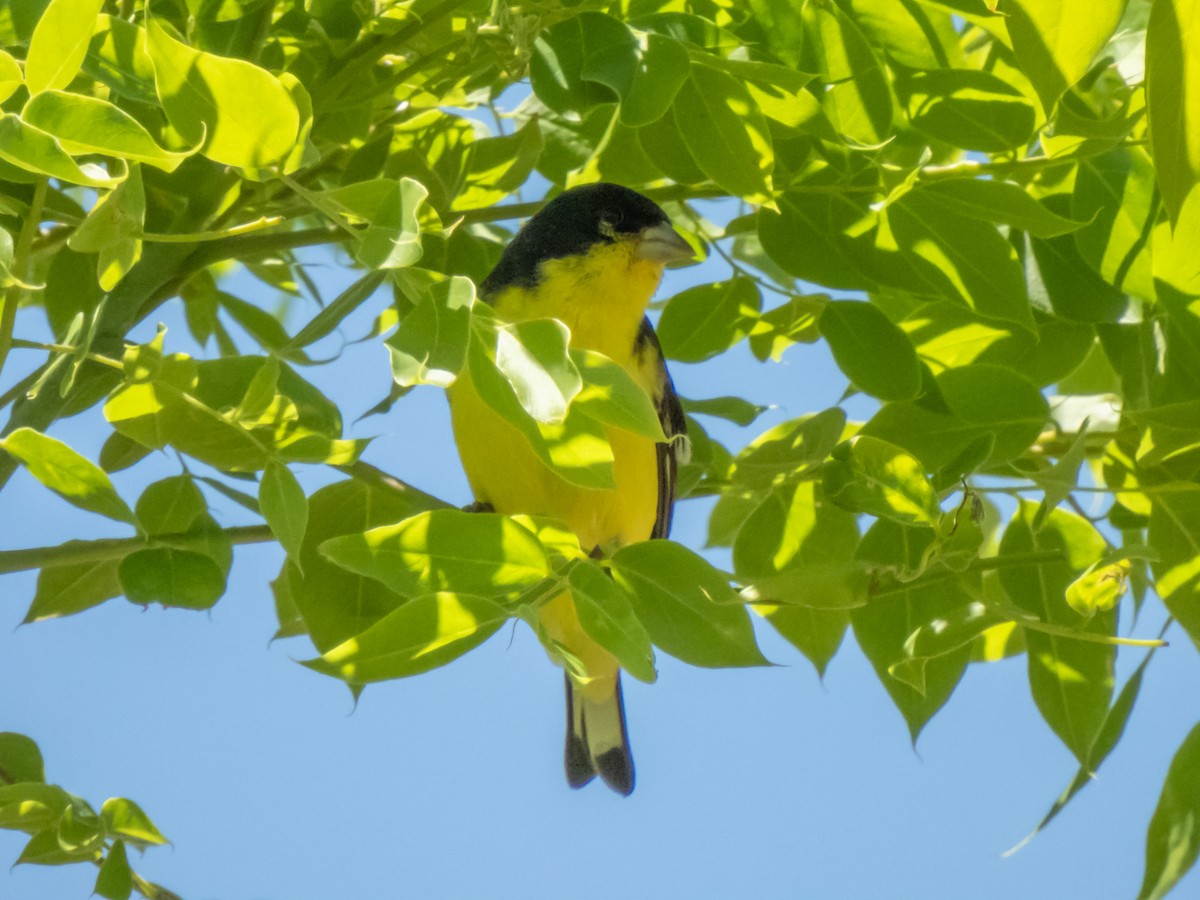 Lesser Goldfinch - ML620310471