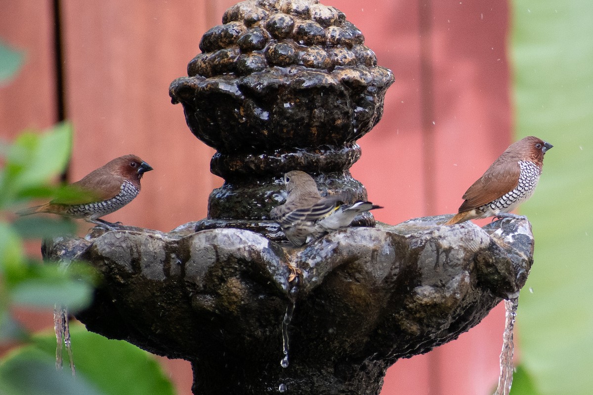 Scaly-breasted Munia - Lynda Elkin