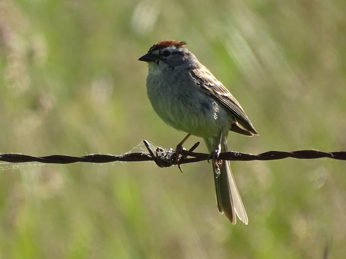 Chipping Sparrow - ML620310478