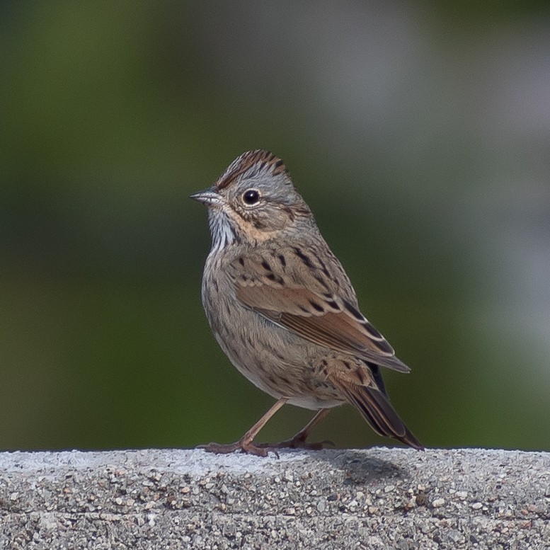 Lincoln's Sparrow - ML620310480