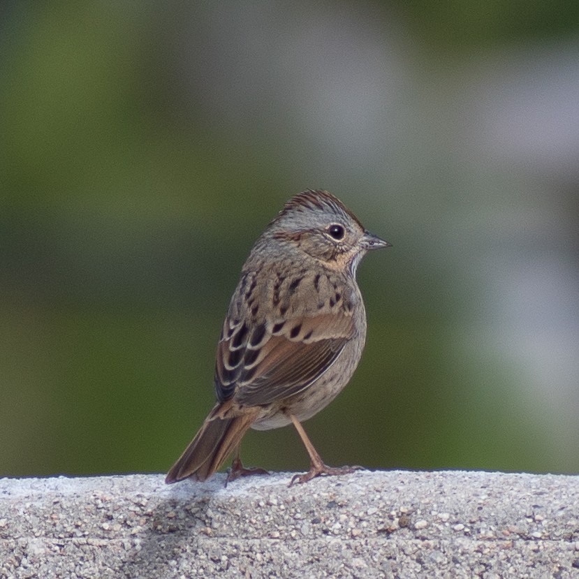 Lincoln's Sparrow - ML620310481