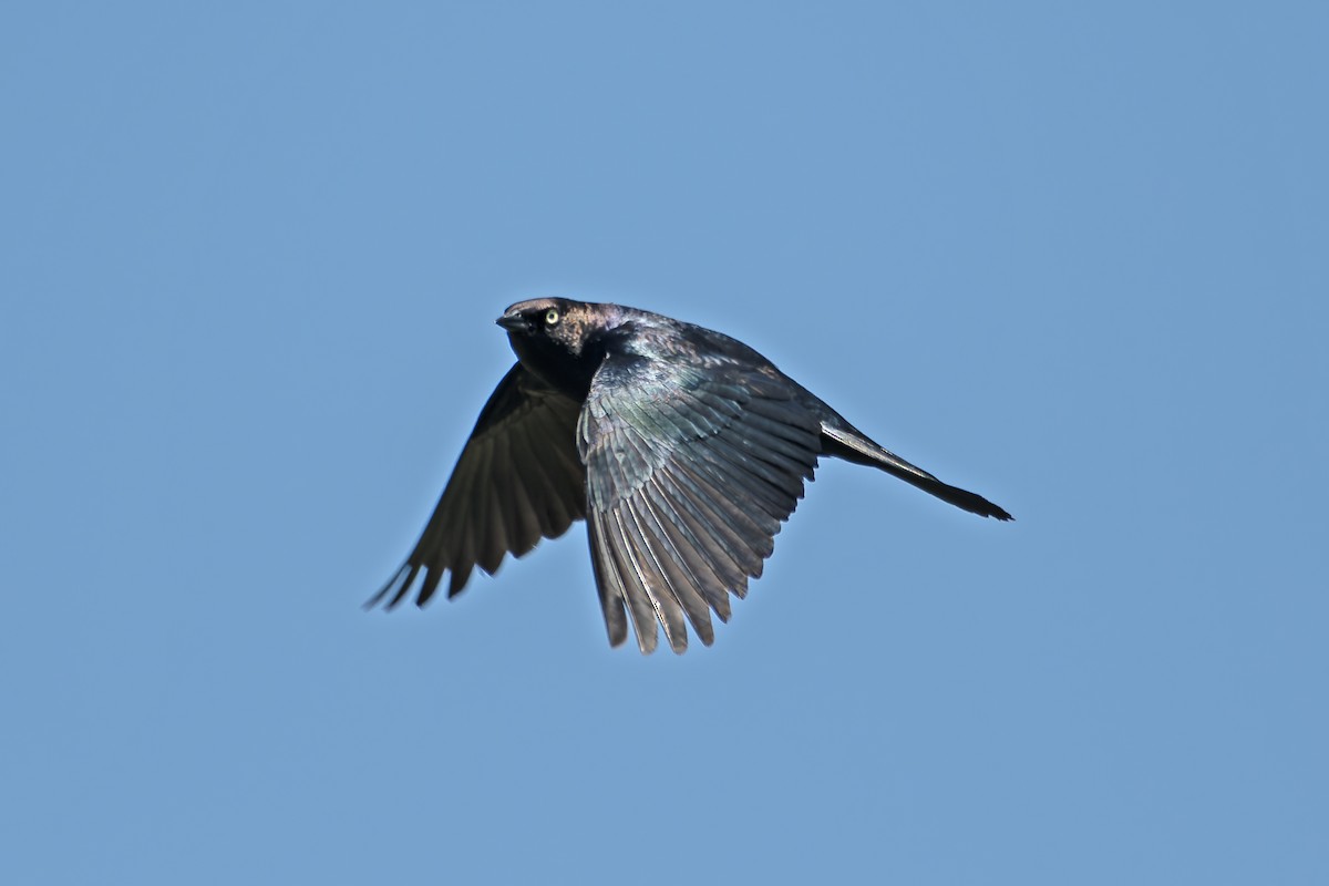 Brewer's Blackbird - Andrew Simon