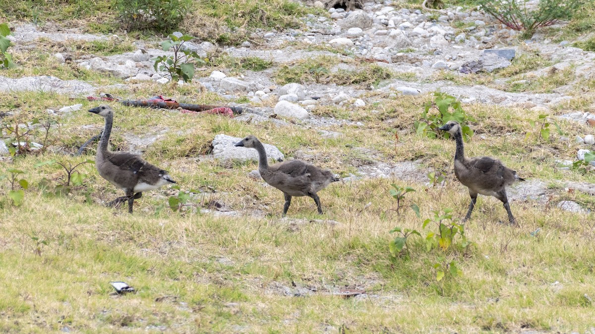 Canada Goose - ML620310484