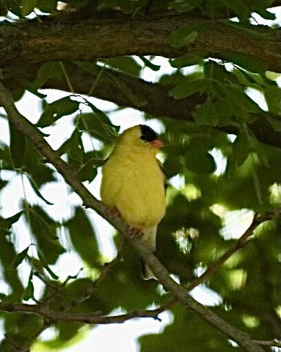 American Goldfinch - ML620310485