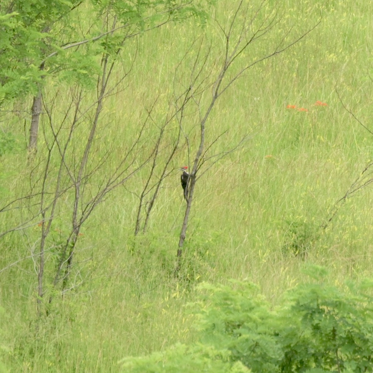 Pileated Woodpecker - ML620310487