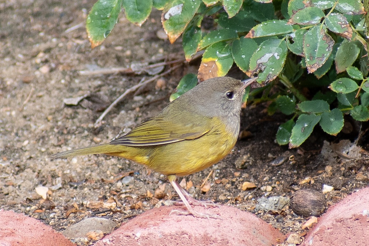 MacGillivray's Warbler - ML620310488