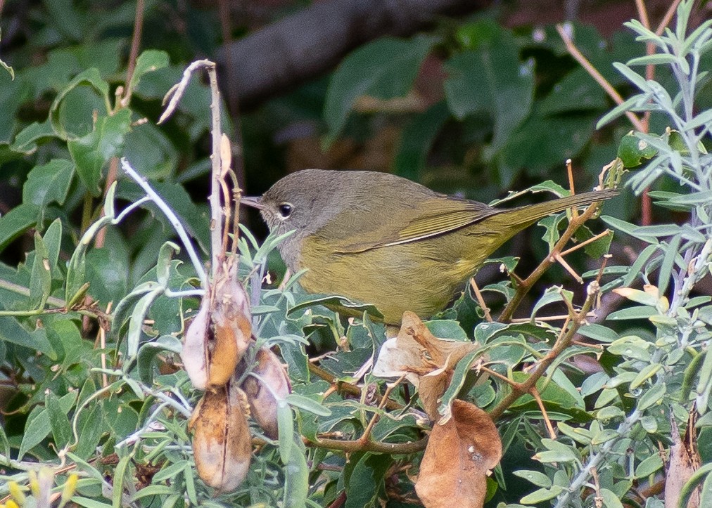 MacGillivray's Warbler - ML620310490