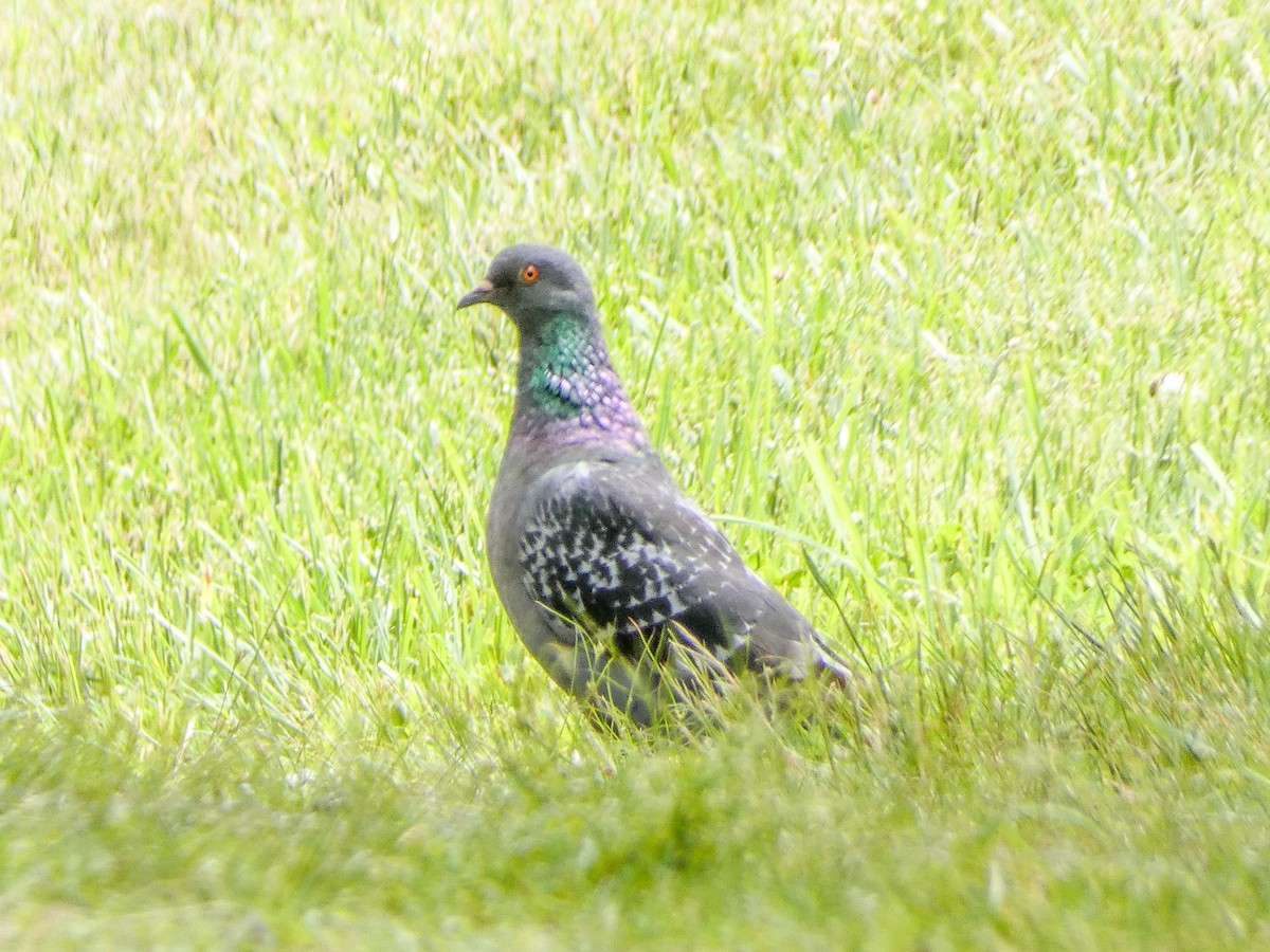 Rock Pigeon (Feral Pigeon) - ML620310501