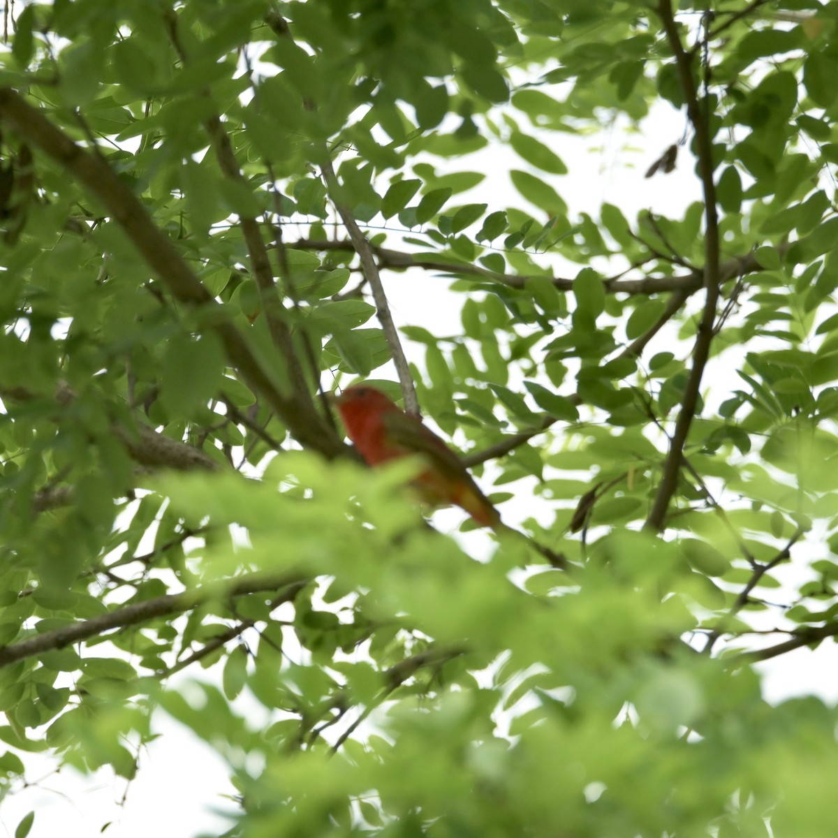 Piranga Roja - ML620310502